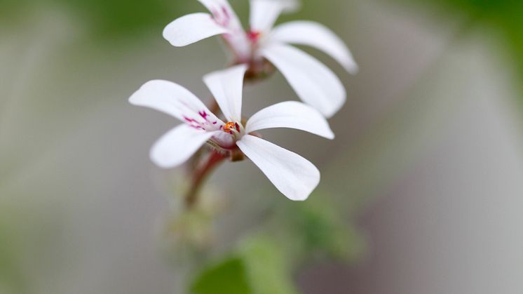 3 Muskotpelargon / Marias blomma  Pelargonium x fragrans Grönt Kulturarv U-40
