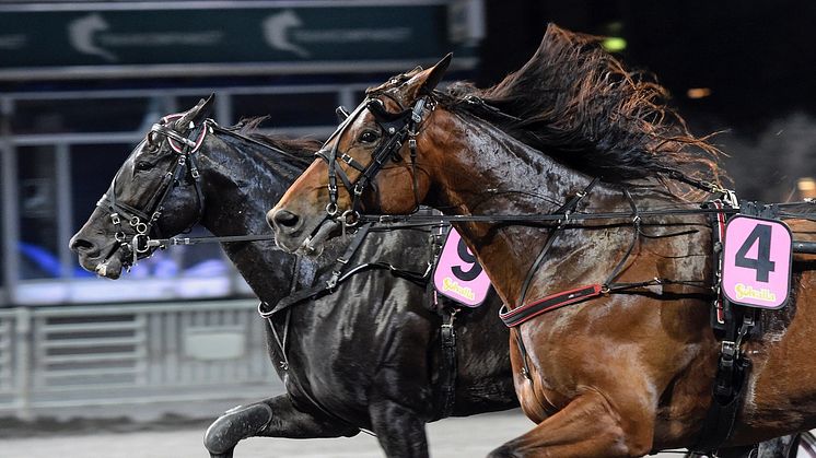Very Kronos (utvändigt) startar i STL Gulddivisionen, Final på Solvalla 26 december. Foto: TR Bild
