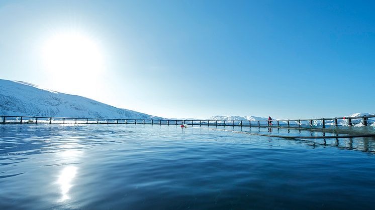 Verdien av norsk lakseeksport fortsetter å stige