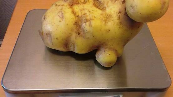 Sveriges största potatis, 1980 gram