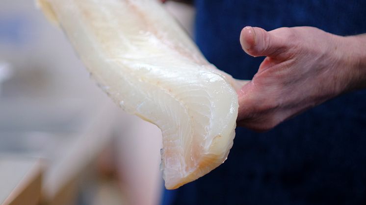 Norwegian FAS fillet held by frier