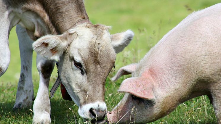 New research finds microplastics in the blood of cows and pigs (Credit-sal73it - iStock-858254266)