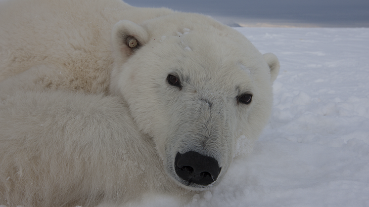 Polar bear with light-recording ear stud (Photo: Jon Aars).