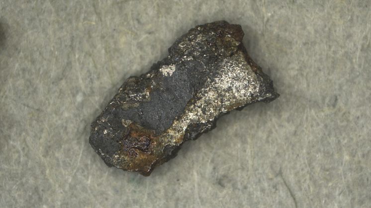 Den bolid som observerades 7 november 2020 orsakade meteoritfall. Några små fragment av mörkt färgad meteoritskorpa har hittats. Fragmenten är ca 3 millimeter stora. Foto: Naturhistoriska riksmuseet.