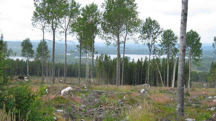 Retention forestry benefits biodiversity, new global meta-analysis shows