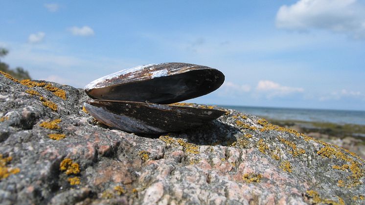 Spara sommarminnen och solljus