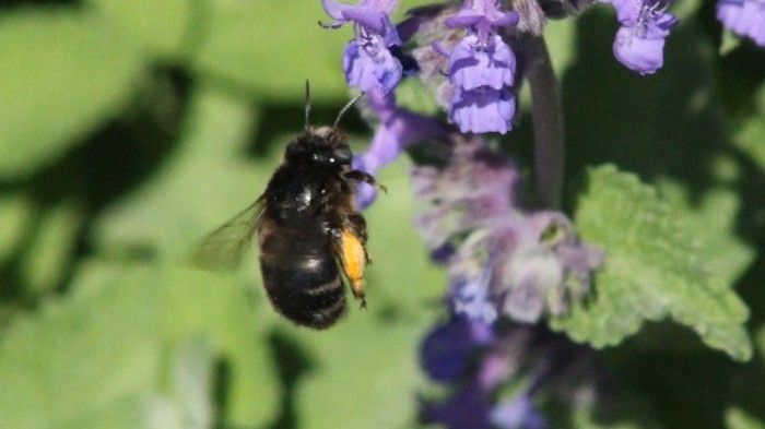 Svartpälsbi (Anthophora retusa) är en rödlistad art som hittades på två lokaler i Sollentuna. Foto: Petter Andersson (Calluna AB).