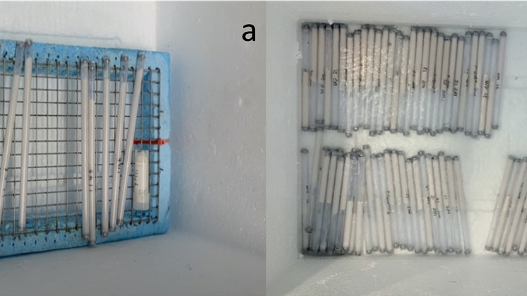 Croypreservation of sperm samples from lumpfish