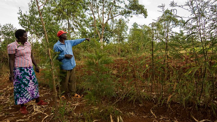 Agroforestry efter två år