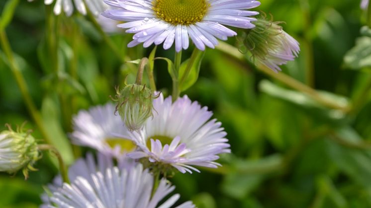 Strandbinka, Erigeron glaucus ’Fru Frida Lindström’ Svensk kulturarv