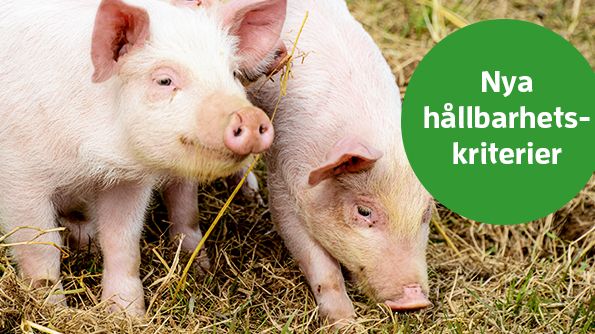 Nya och uppdaterade animaliekriterier bra för djuren och miljön