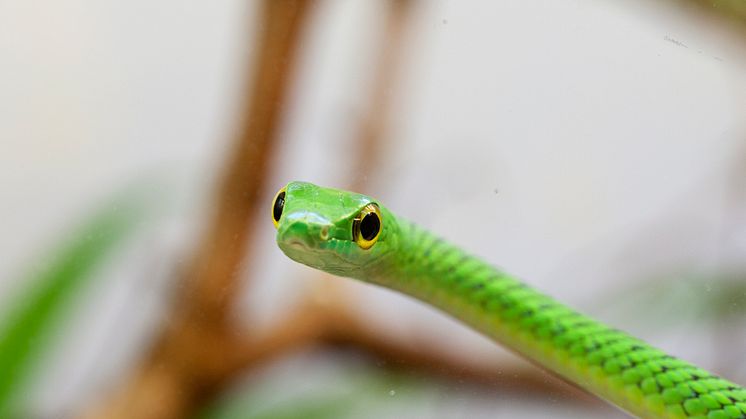 Afrikansk busksnok. Pressbild 2 Akvariet