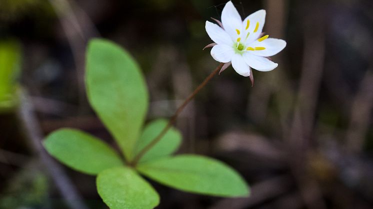 Chickweed wintergreen (Trientalis europeaea) is a forest species that is declining in Britain despite an increase in forest cover. Photo by Alistair Auffret