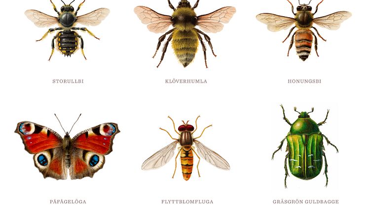 bild Pollinera Sverige - Aron Landahl