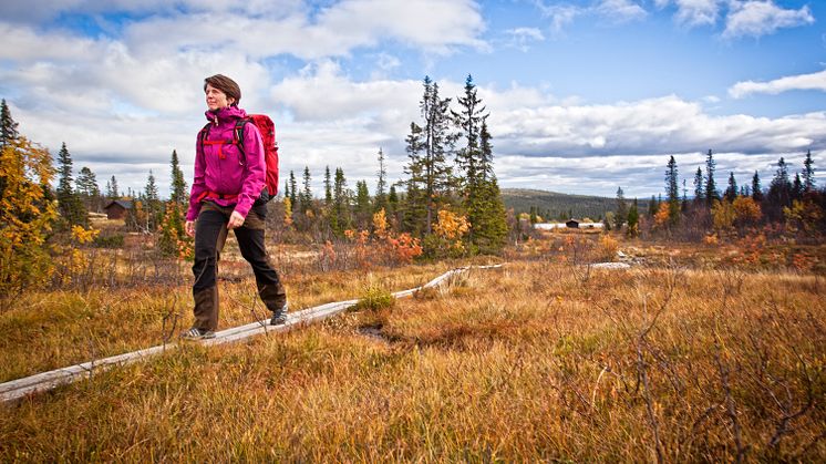 Fjällvandring med guldkant i Storhogna