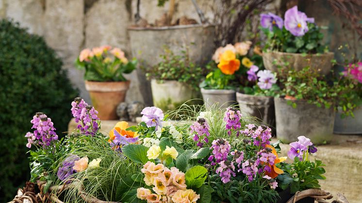 Gyllenlack, penséer, gräs och primula i en vårig mix. Foto: Peter Carlsson