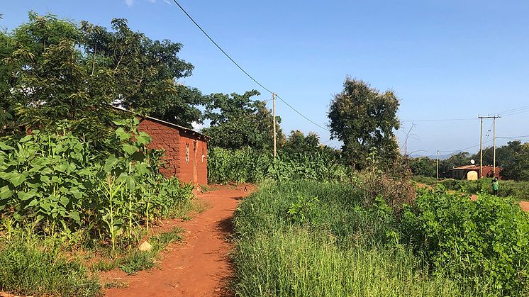 De mörkgröna träden är planterade för att ge skugga åt människor och grödor och skydda huset från stark vind. Tanzania, februari 2022. Foto: Therese Engvall