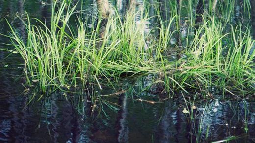 Nya LOVA-pengar från HaV i år: Mer pengar till projekt i Norrlandslänen 