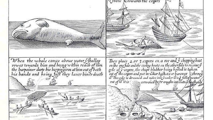 Valjakt vid Spetsbergen 1611