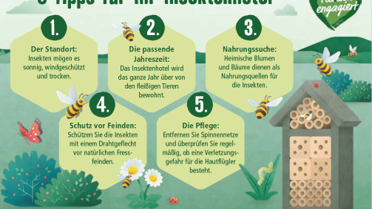 5 Tipps für Ihr Insektenhotel.png