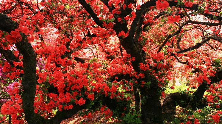 Tsutsujigaoka Park(4)