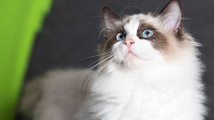 Så undviker du tandsjukdomar hos katten 