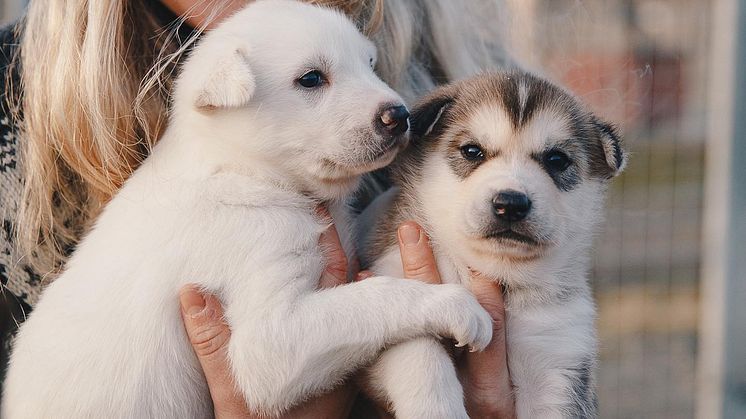 Husky House