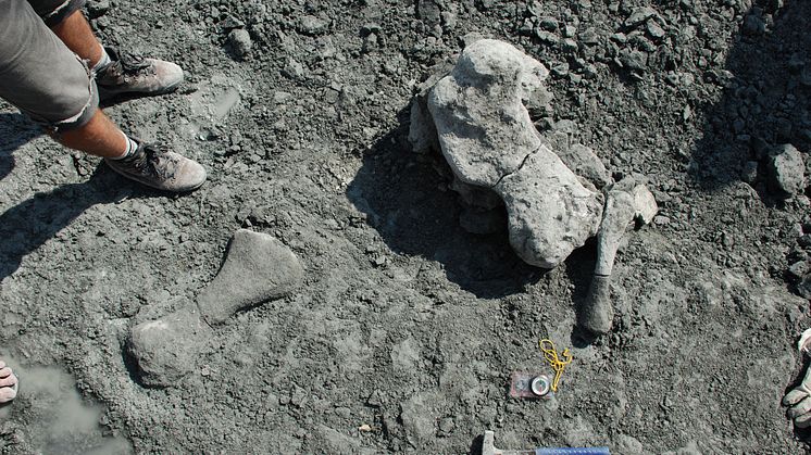 Fossil på utgrävningsplatsen