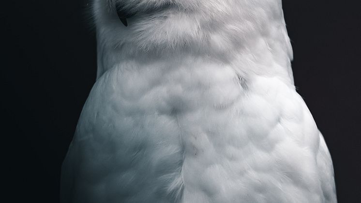 HAXOR_5_owl