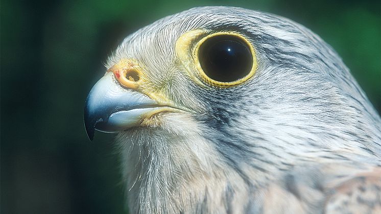 Turmfalke_Copyright Josef Limberger_300dpi_cmyk