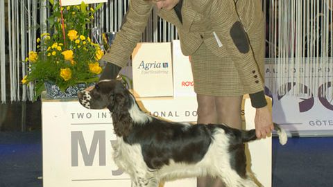 MyDOG 2012