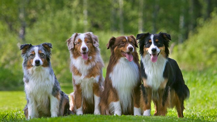Miniature american shepherd