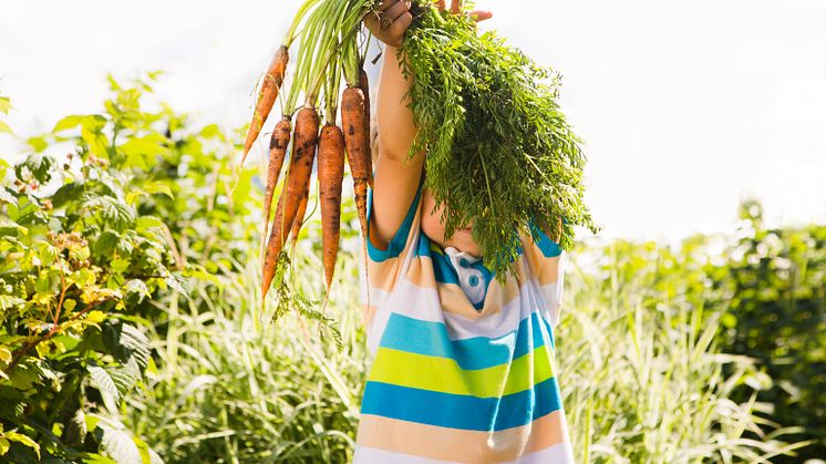 Codex Alimentarius - Nya allmänna principer för livsmedelshygien och HACCP