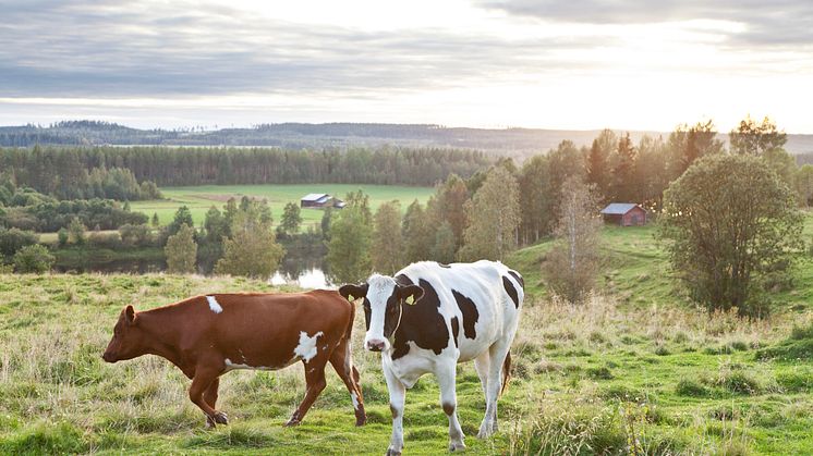 Det nationella stödet går att söka i Norrbotten, Västerbotten, Jämtland, Västernorrland och i delar av Gävleborg, Dalarna och Värmland. Merparten går till mjölkproduktion och statistiken visar att produktionen sakta ökar. Foto: Jörgen Wiklund