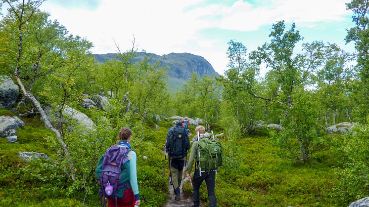 Fjällbjörkskog