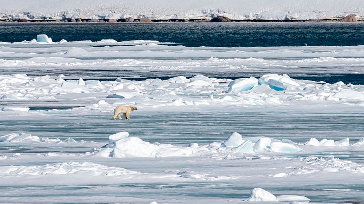 Polar_bear_Smeerenburg_Svalbard_HGR_136961_Photo_Andrea_Klaussner.JPG