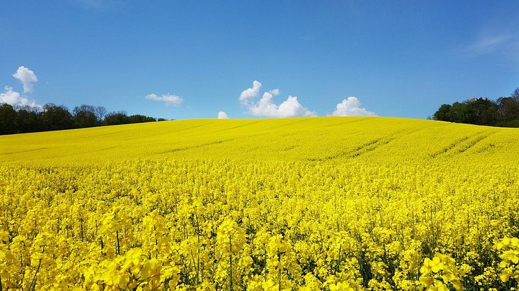 De berörda biooljorna är UCOME och RME (avfallsbaserade biooljor och rapsolja). Foto: Pixabay