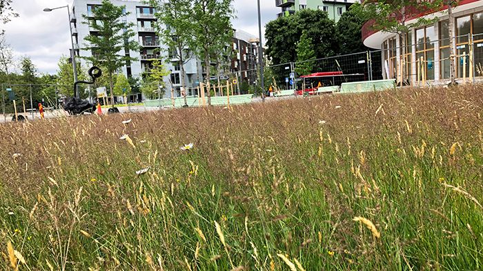 Äng anlagd med färdiga ängsmattor i Norra djurgårdsstaden, Stockholm