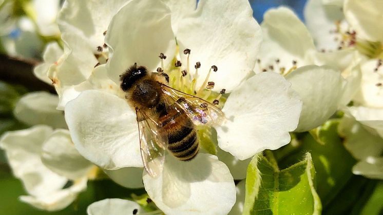 Pollinerande Insekt Rosendals Trädgården Royal Djurgården