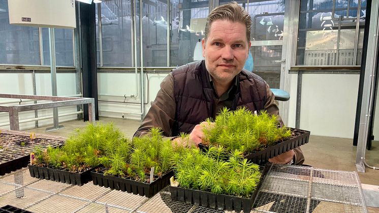2019 började SweTree bygga pilotanläggningen i Umeå för utveckling av automatiserad produktion av SE-plantor. "Nu är vi i slutfasen av piloten och har börjat med fabriksförberedelser", säger vd Christofer Rhén. 