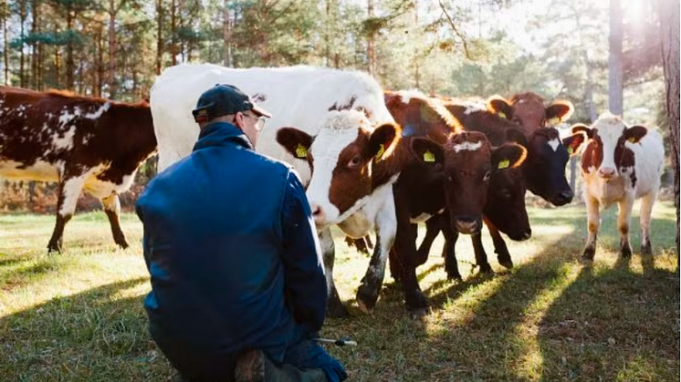 Det osäkra läget gör jordbrukarna känsligare än normalt för negativa signaler som till exempel fallande produktpriser och dyrare insatsvaror. Foto: Linnea Ronström