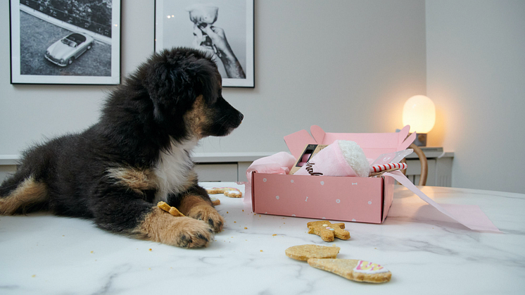 Fyrbenta vänner intar foodoras handelsplattform: Dog Bakery öppnar digitala butiker för leveranser av handbakade godsaker till hundar