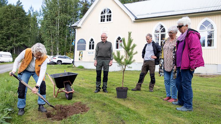 Nu får Sara-plantorna leva vidare i Skellefteås mylla
