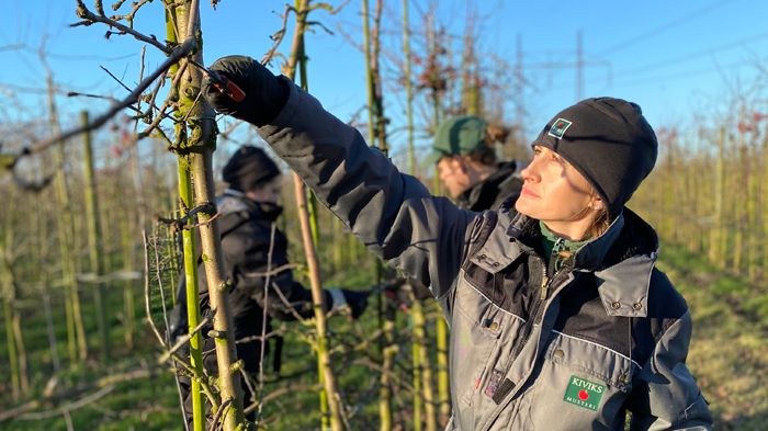 Beskärning av äppelträd i Kiviks Musteris odlingar på Solnäs Gård 