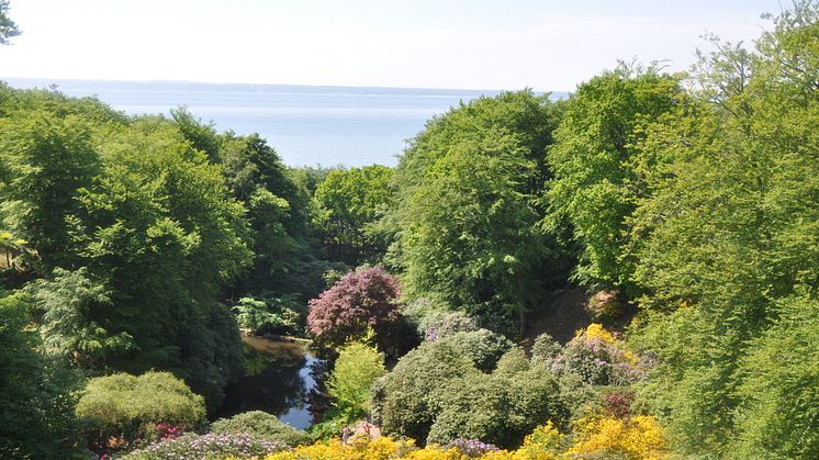 Rhododendron