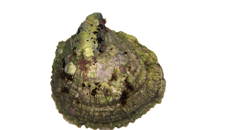 Europeiskt ostron.png