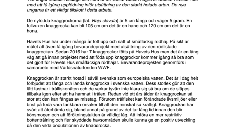 Två knaggrockeungar födda på Havets Hus 
