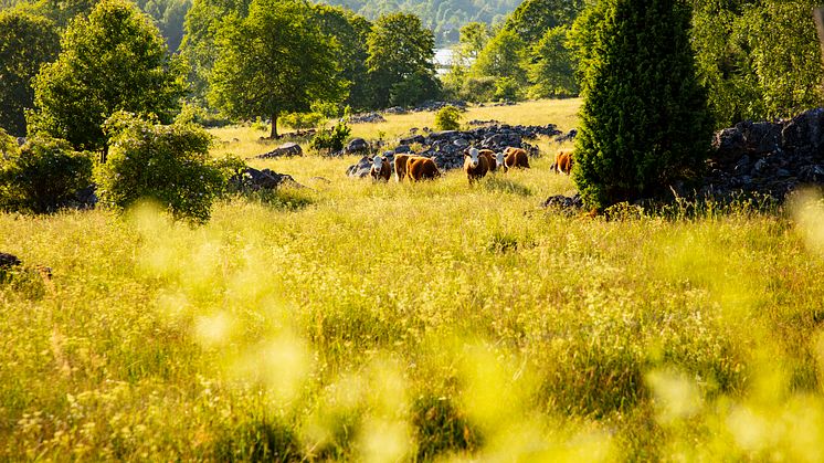 Ett intensivt arbete har inletts för att ta fram en nationell plan för restaurering av natur. Jordbruksverket ansvarar för jordbruksekosystem, exempelvis ängs- och betesmarker. Foto: Tomas Adolfsén, Scandinav.