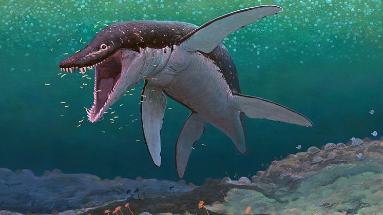 The oldest megapredatory pliosaur, Lorrainosaurus, in the ancient Middle Jurassic sea that covered what is to day northern France 170 million years ago. Artwork by Joschua Knüppe (Germany). 