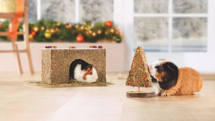 Meerschweinchenpärchen mit Weihnachtsdeko